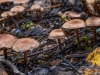6_Mushrooms.jpg