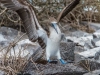 Blue-Footed-Boobie-with-wings-and-iguana.jpg