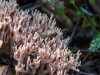 Coral_Mushroom.jpg