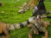 Gecko_Park2.jpg