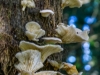 Horizontal_Mushrooms.jpg