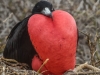 I-am-looking-for-a-mate.jpg
