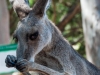 Kangaroo-eating.jpg