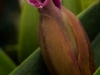 Orchid_opening.jpg