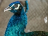 Peacock.jpg