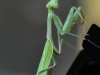 Praying_Mantis_full_Body.jpg