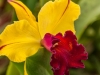 Red-Stripe-Orchid.jpg