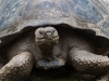 Tortise.jpg