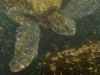 Turtle-front.jpg