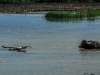 Water-Buffalo-_-Aus-duck.jpg