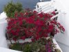 Bouganvilla-and-Cactus-garden-copy