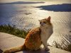 Cat-Posing-at-Sunset-copy
