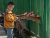 Boy-with-Glasses-feeding-deer-copy