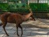 Deer-with-atlers-Nara-copy