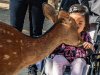 deer-and-girl-in-stroller-copy