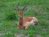 Impala-Male-copy-Copy