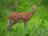 Impala-copy-Copy