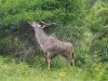 Kudu-Full-side-copy-Copy