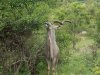 Kudu-eating-side-copy-Copy