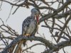 Red-billed-Hornbill-copy