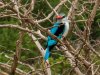 Woodland-Kingfisher