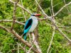 Woodland-Kingfisher2-copy