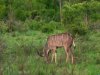 Young-male-Kudu