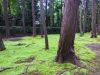 Moss at Toshodai-ji Temple