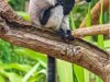 1_Bl-W-Lemur-copy