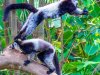 2-B-W-Lemurs-1-copy
