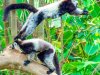 BW-2-lemurs