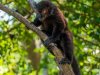 Black-Lemur