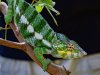 Chameleon-copy