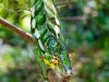 Gecko-copy