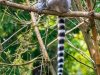 Lemur-licking-copy
