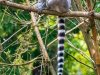 Lemur-licking
