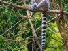 Lemur-look-Edit-copy