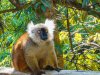 White-eared-Lemur-Madagasger-indt-copy
