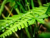 water drops on ferne.jpg