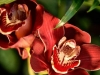 Red Orchid