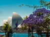 sydney-in-spring