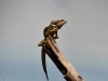 Common-Basilisk Lizard-