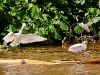 Snowy-Egrets-(Egretta-thula)