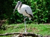 Wood Stork-leg-up-