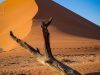 thumbs_Dune-with-limb-on-either-side-copy-scaled