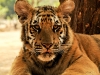 eyes-of-the-tiger-cub