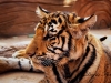 tiger-cub-in-repose