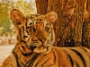 tiger-stare