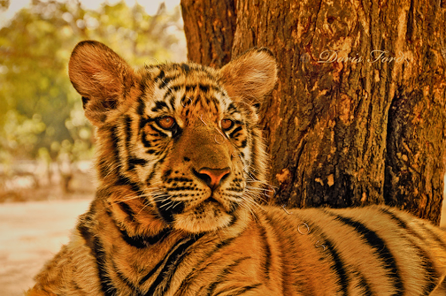 tiger-stare