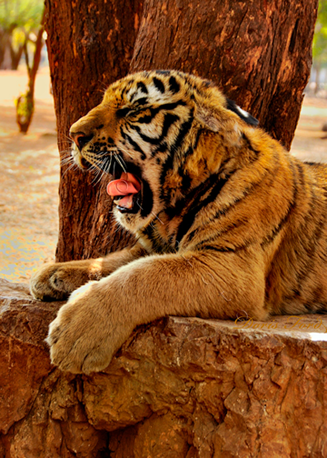 yawning-tiger